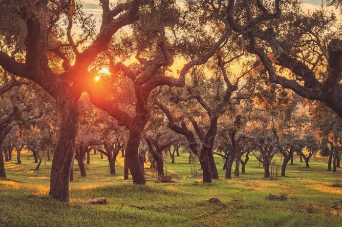 2018 – Alentejo 2018 – Alentejo