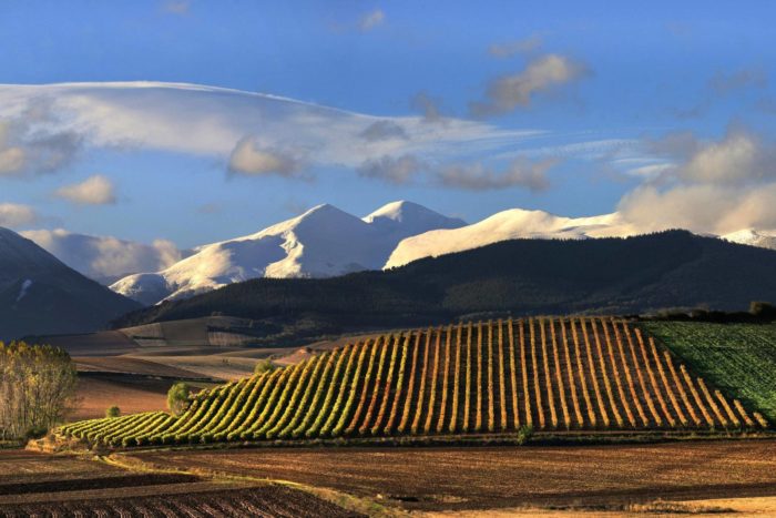 Printemps 2019 – Les dégustations Wine Rose Printemps 2019 – Les dégustations Wine Rose
