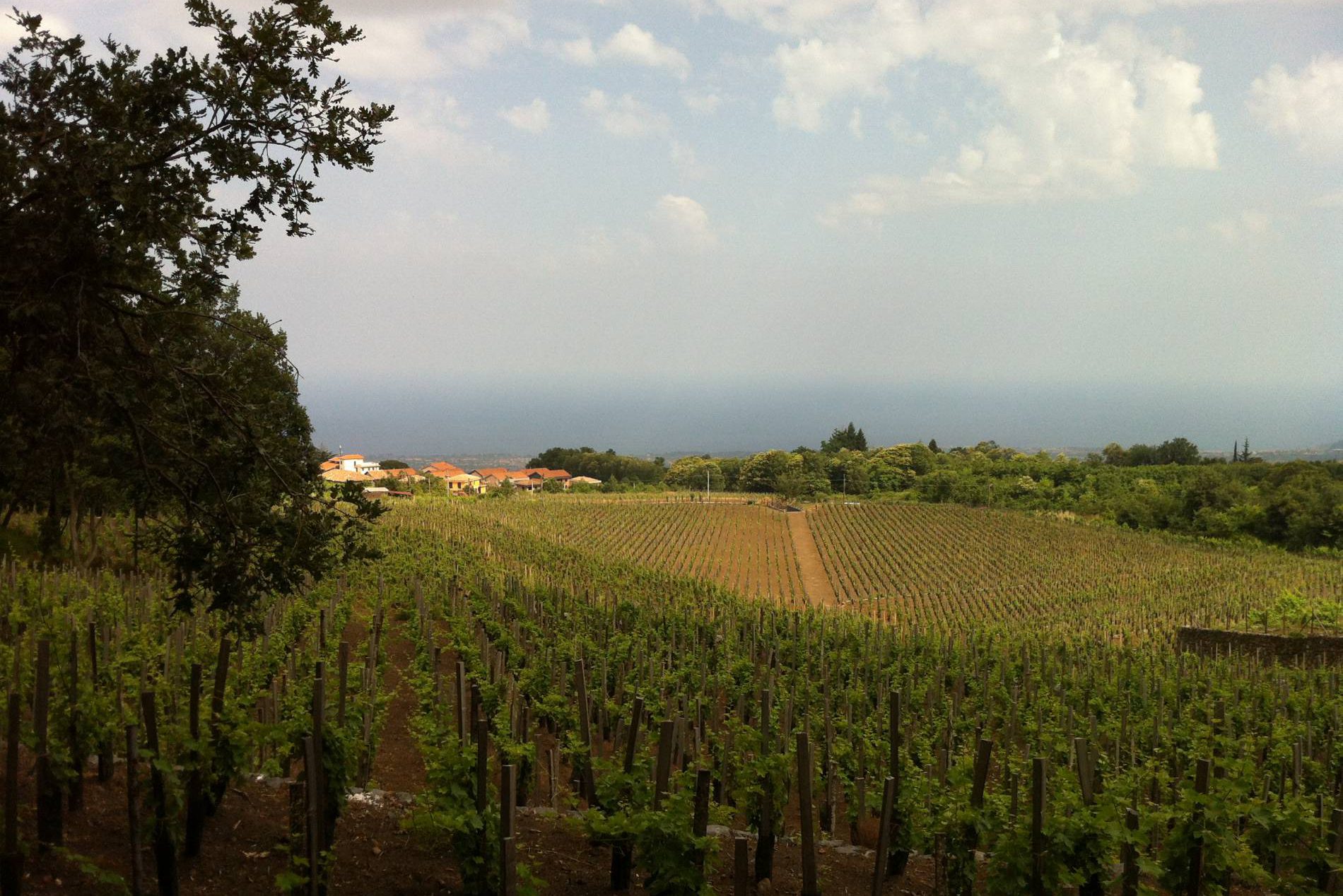 2016 Le vignoble de l'Etna et la Sicile orientale Wine Rose