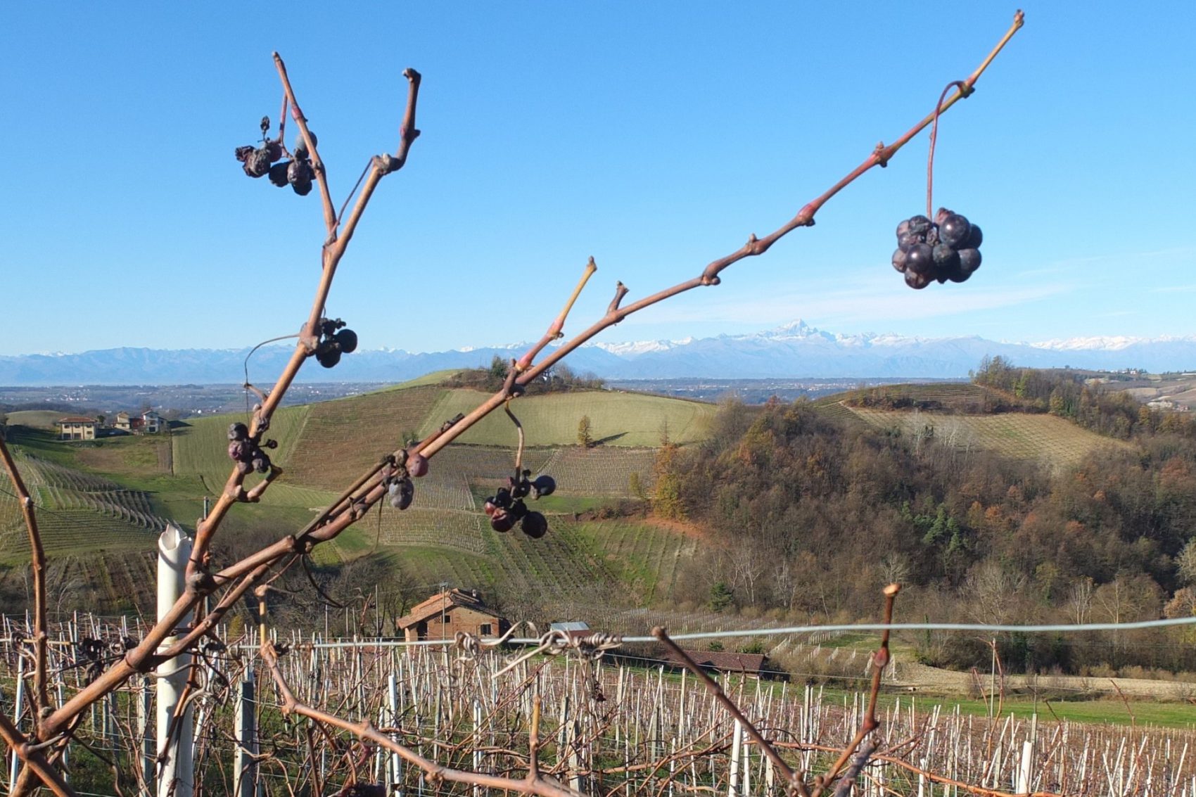 2015 – Le Langhe
