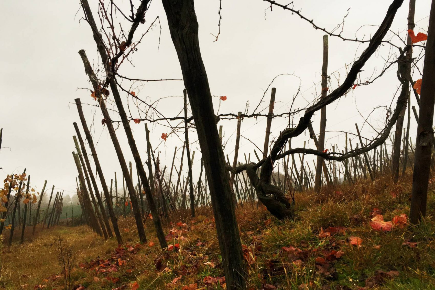 2017 – Les Vignobles du Nord Piémont