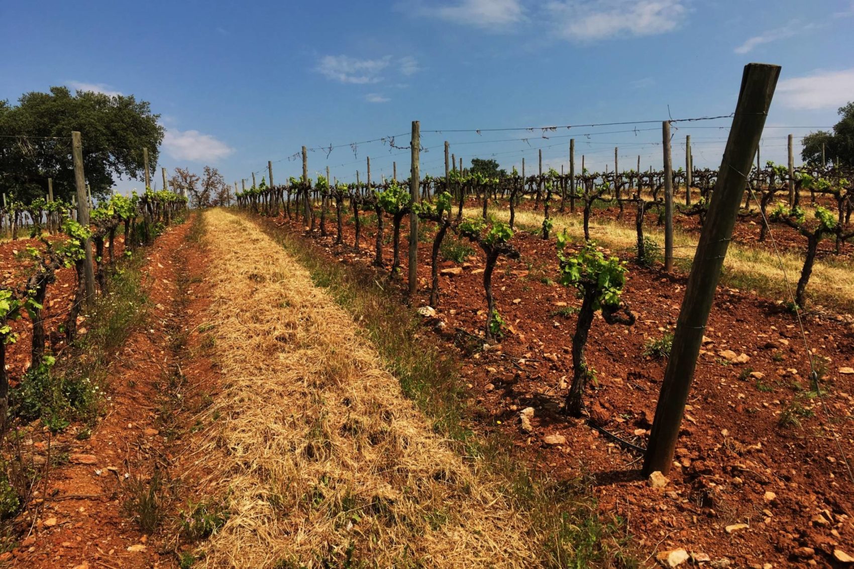2018 – Alentejo