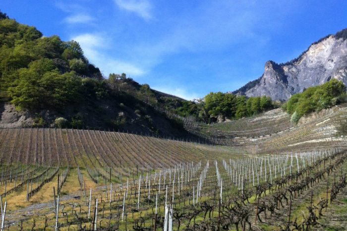 2019 Automne – Hiver – Les Dégustations Wine Rose 2019 Automne – Hiver – Les Dégustations Wine Rose