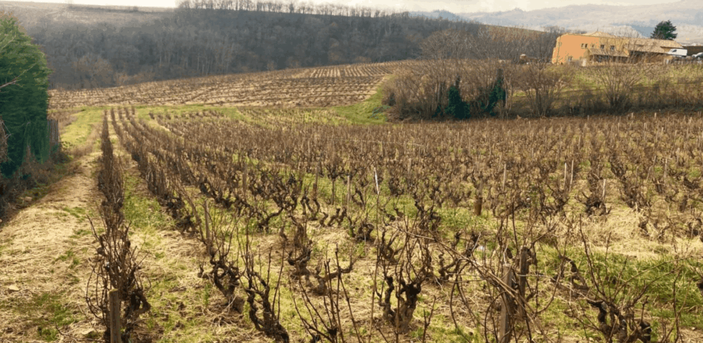 Rangées de ceps de vigne en dormance hivernale s'étendant sur les coteaux du Beaujolais, avec une bâtisse traditionnelle en arrière-plan.