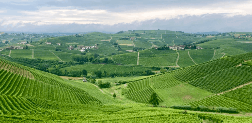 Vue panoramique de vignobles verdoyants s'étendant sur des collines ondulantes, illustrant les régions viticoles du Beaujolais et du Chianti explorées lors des dégustations Wine Rose 2025.