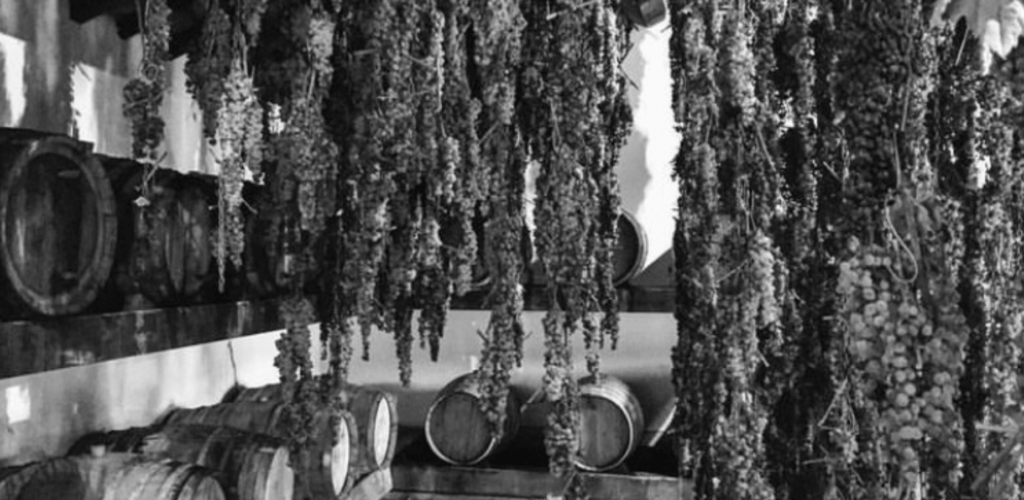 Photographie en noir et blanc de grappes de raisin suspendues au plafond d'une vinsantaia toscane pour le flétrissement, avec des fûts de bois en arrière-plan, illustrant la méthode traditionnelle de production du Vin Santo.