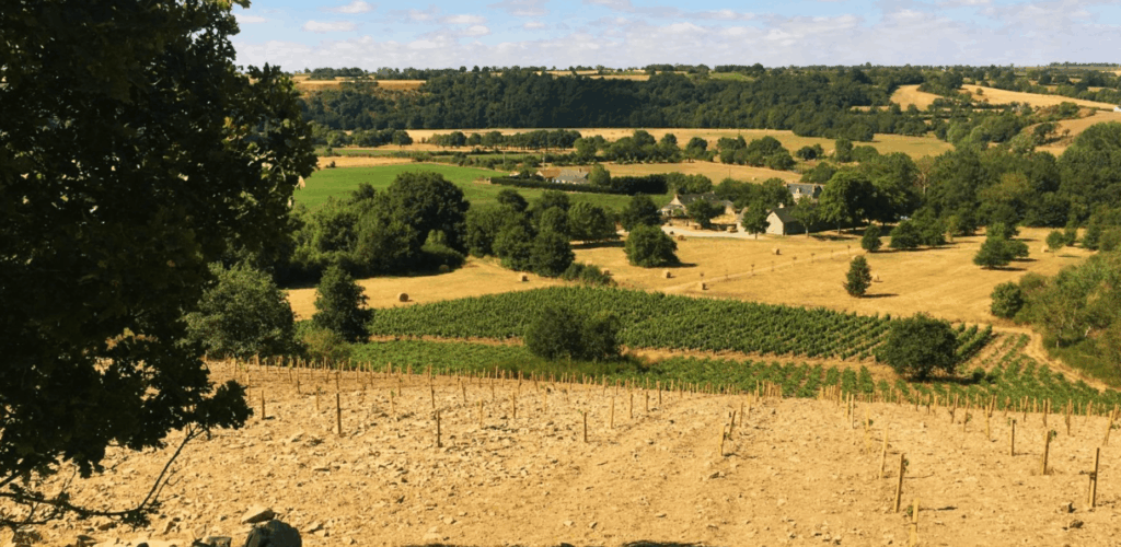 Paysage viticole vallonné en Anjou (Loire) illustrant la dualité géologique entre l'Anjou noir (sols sombres et schisteux au premier plan) et l'Anjou blanc (coteaux calcaires et vignes matures à l'arrière-plan), sous un ciel d'été.