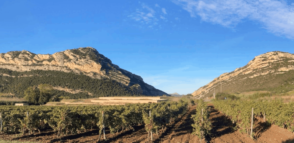 Paysage viticole en Corse avec des rangs de vignes s'étendant vers des montagnes calcaires sous un ciel bleu, illustrant la région mise à l'honneur dans le programme de dégustations Wine Rose 2024.