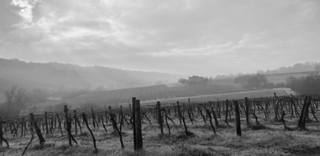Paysage en noir et blanc d'un vignoble d'Émilie-Romagne en hiver, avec des rangs de ceps dormants sous un ciel brumeux et une maison isolée sur la colline en arrière-plan.