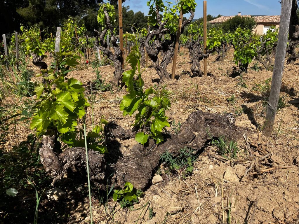 Un antico vigneto coltivato ad alberello mostra un vecchio ceppo nodoso e contorto in primo piano con nuovi germogli verdi, circondato da altre viti storiche su un terreno arido e parzialmente inerbito sotto un cielo sereno.